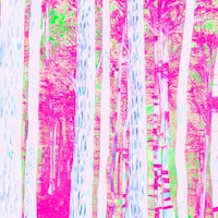 pink and green trees in a forest