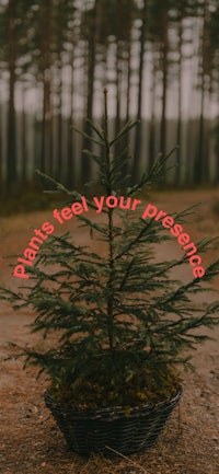 a christmas tree in a basket with the words'peace feel your presence'